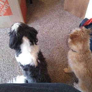 Meet your Posher, Orine